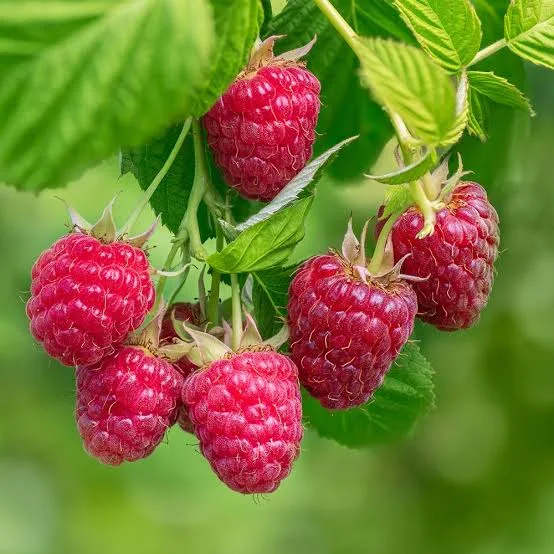 Red Raspberry