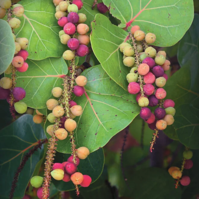 Sea Grape (Berries & Fruit Trees) for sale at our Corozal, Belize nursery