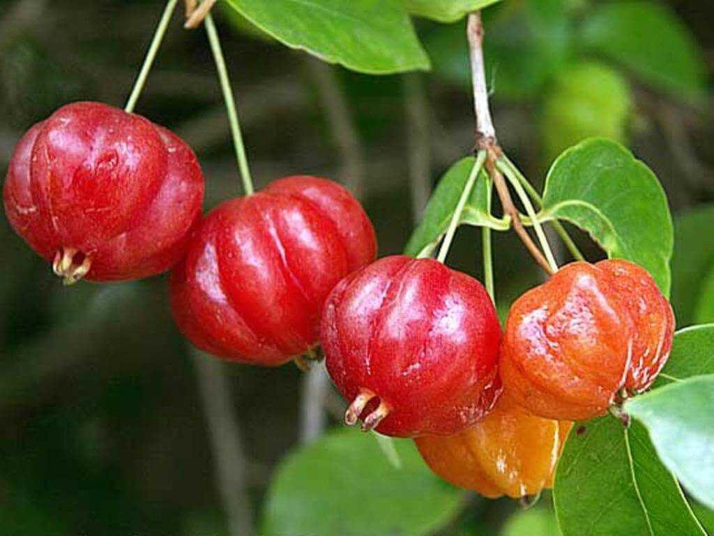 Brazil Cherry plant grown at our Corozal nursery