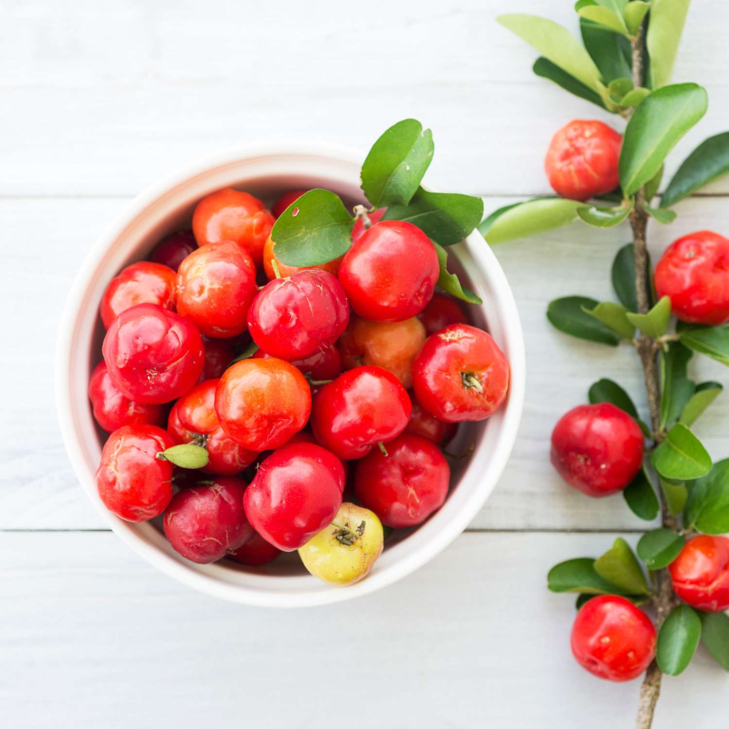 Acerola Cherry (Cherries) for sale at our Corozal, Belize nursery