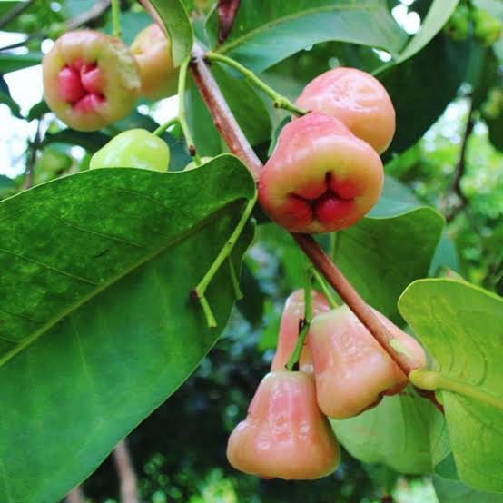 Wax Apple (Apple Varieties) for sale at our Corozal, Belize nursery