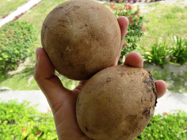 Espat Sapodilla plant grown at our Corozal nursery