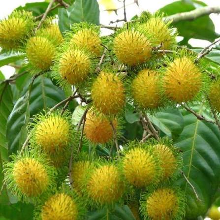 Rambutan (Yellow) (Exotic & Tropical) for sale at our Corozal, Belize nursery