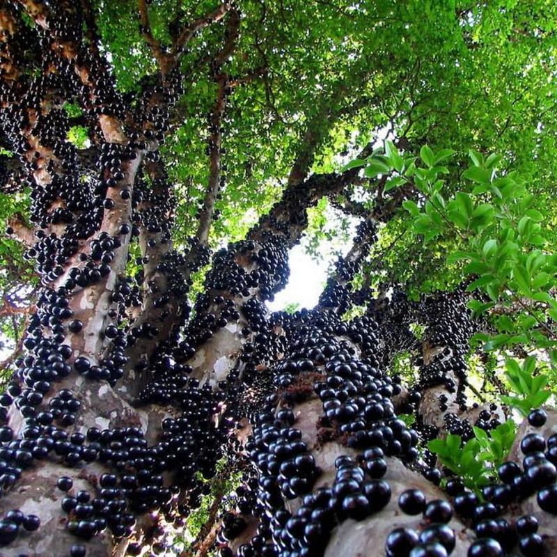 Black Jaboticaba (Exotic & Tropical) for sale at our Corozal, Belize nursery