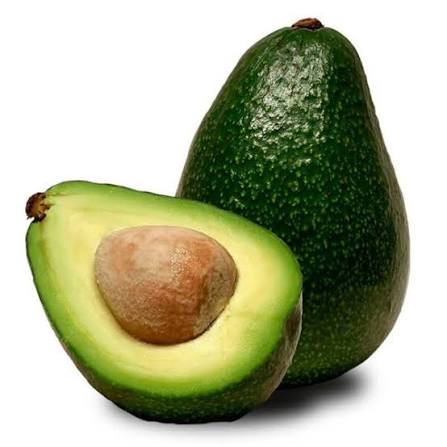 Jumbo Avocado plant grown at our Corozal nursery