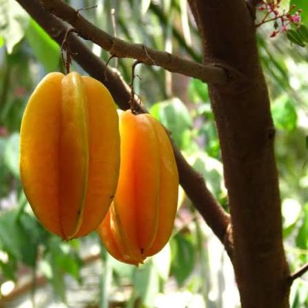 Sweet Starfruit (Exotic & Tropical) for sale at our Corozal, Belize nursery