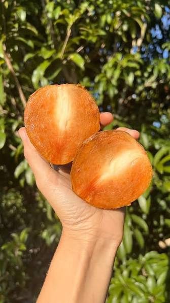 Edwardo Sapodilla (Sapodilla) for sale at our Corozal, Belize nursery