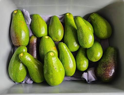 Butter Delicious Avocado plant grown at our Corozal nursery