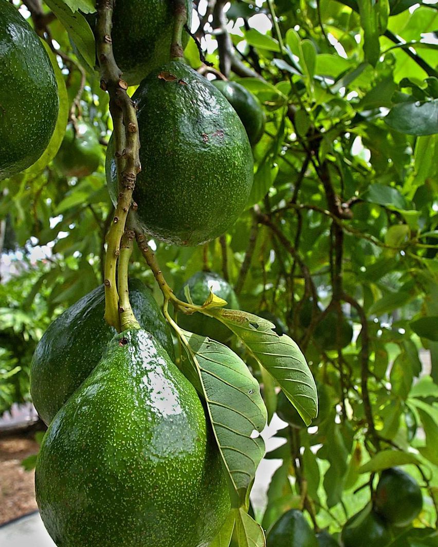 Chocolate Avocado (Late Crop) (Avocado) for sale at our Corozal, Belize nursery