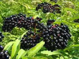 Elderberry (Berries & Fruit Trees) for sale at our Corozal, Belize nursery