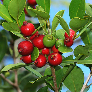Strawberry Guava plant grown at our Corozal nursery
