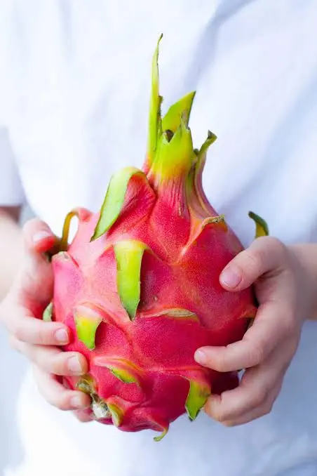 Dragon Fruit (Petaya Red) plant grown at our Corozal nursery